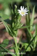 Ptačinec velkokvětý