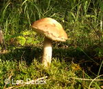 Osoblažsko, hřib kozák