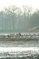 Pelikán na bartošovickém rybníku XI/2008