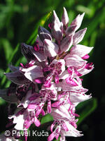 Bílé Karpaty, Javorník, vstavač vojenský