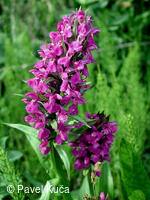 Bílé Karpaty, Vyškovec, vstavač májový